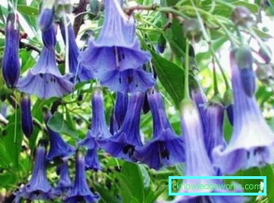 249-Brugmansia
