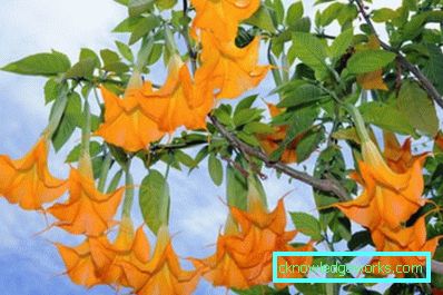 249-Brugmansia