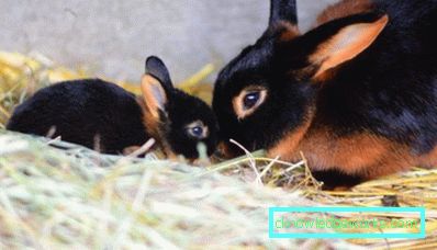 245-Black-Fire-Kaninchen