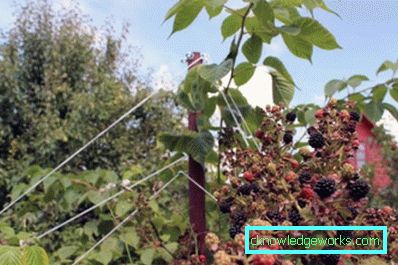 262-Blackberry Pflanzen und Pflege