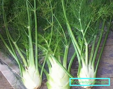 51-Fenchel
