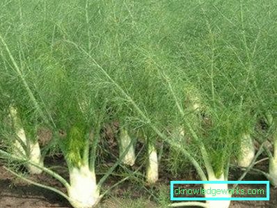 51-Fenchel