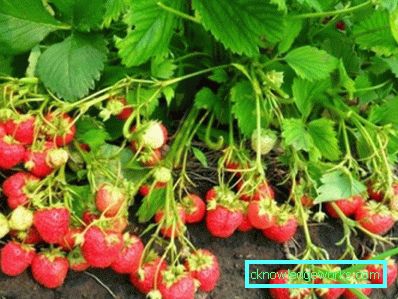 261 Betten für Erdbeeren