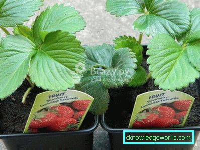 261 Betten für Erdbeeren