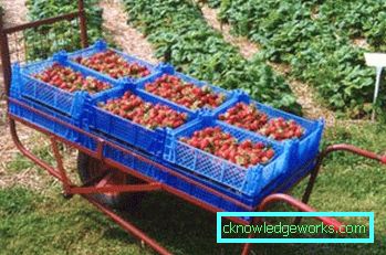 261 Betten für Erdbeeren