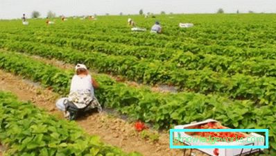 261 Betten für Erdbeeren