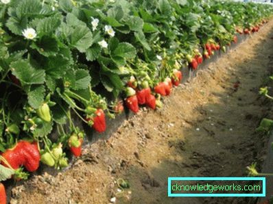 261 Betten für Erdbeeren