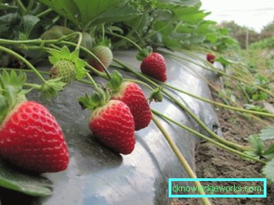 261 Betten für Erdbeeren