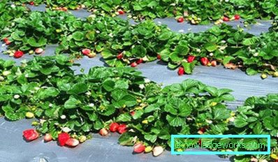 261 Betten für Erdbeeren
