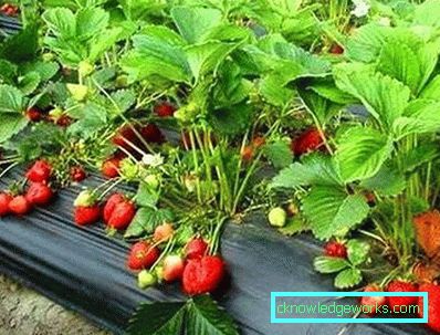 261 Betten für Erdbeeren
