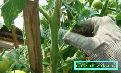 109-Wie man Tomaten kneift