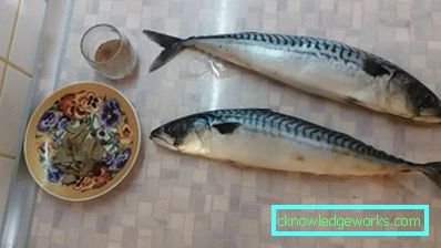 119-Wie man Makrelen salzt