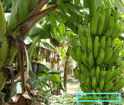 Wie bananen wachsen