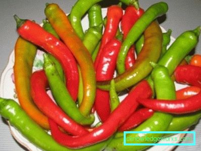 340-Paprika anbauen