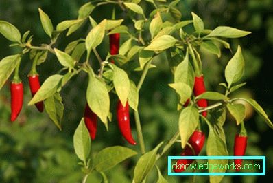 340-Paprika anbauen