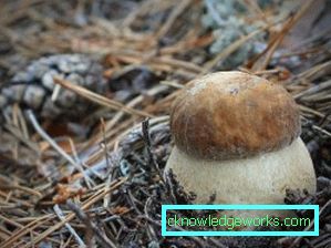 253-Wie man weißen Pilz wachsen lässt