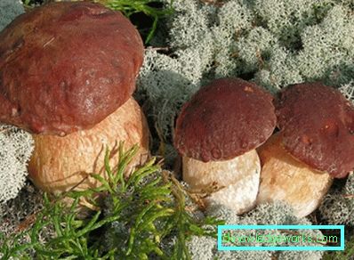 253-Wie man weißen Pilz wachsen lässt