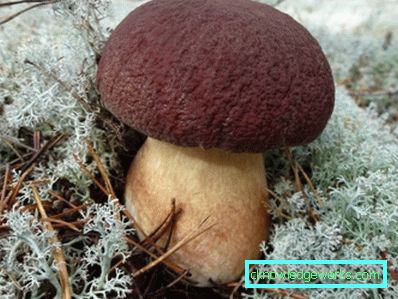 253-Wie man weißen Pilz wachsen lässt