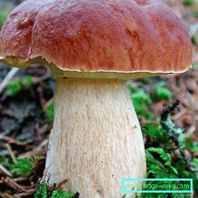 253-Wie man weißen Pilz anpflanzt
