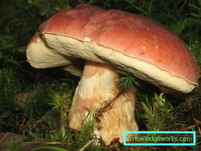 253-Wie man weißen Pilz wachsen lässt