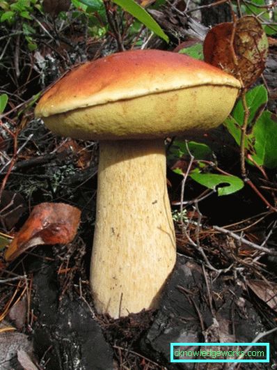 253-Wie man weißen Pilz wachsen lässt