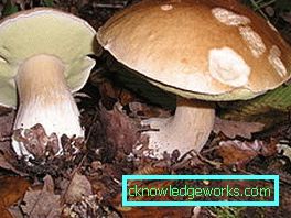 253-Wie man weißen Pilz anpflanzt