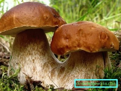 253-Wie man weißen Pilz wachsen lässt
