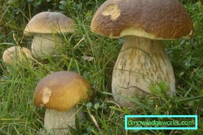 253-Wie man weißen Pilz wachsen lässt