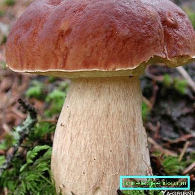 253-Wie man weißen Pilz wachsen lässt