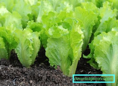209 Blattsalat