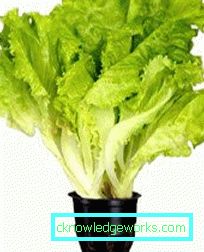 209 Blattsalat