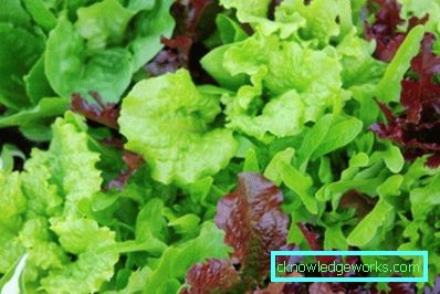 209 Blattsalat