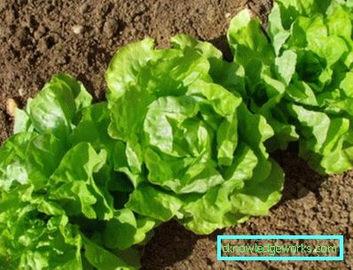 209 Blattsalat