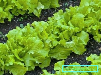 209 Blattsalat