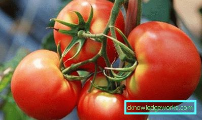 210-Die besten Tomatensorten für Sibirien