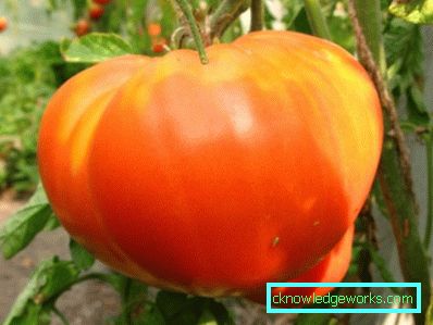 210-Die besten Tomatensorten für Sibirien