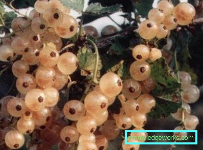 308-Beschreibung der Sorten weißer Johannisbeeren