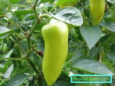 66-Pfeffer
