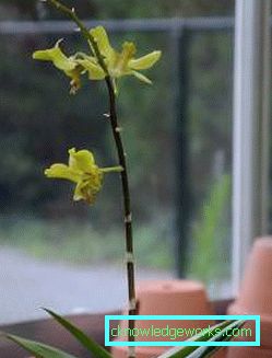 300-stoppte blühende Orchidee