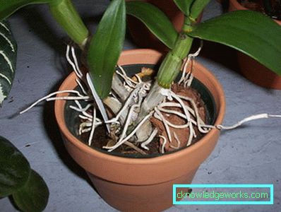 300-stoppte blühende Orchidee