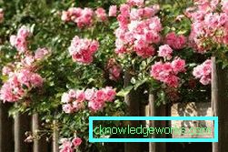327 Kletterrose