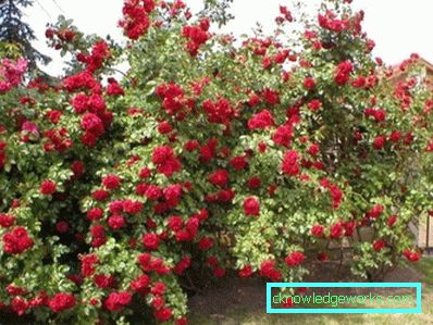 327 Kletterrose