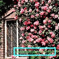 327 Kletterrose