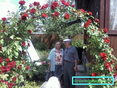 327 Kletterrose