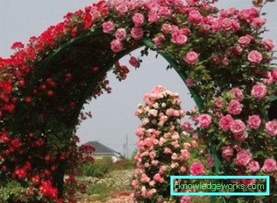327 Kletterrose