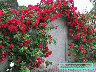 327 Kletterrose
