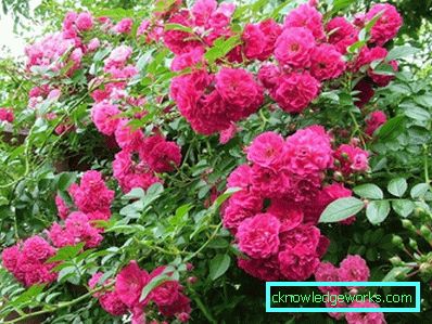 327 Kletterrose