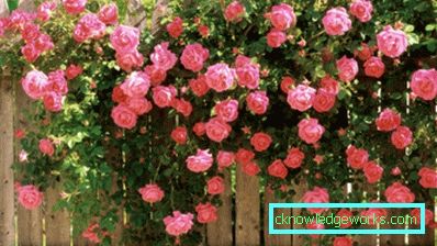 327 Kletterrose