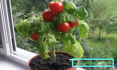 189-Warum färben Tomaten gelbe Blätter?
