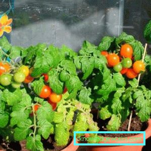 81-Tomaten auf dem Balkon